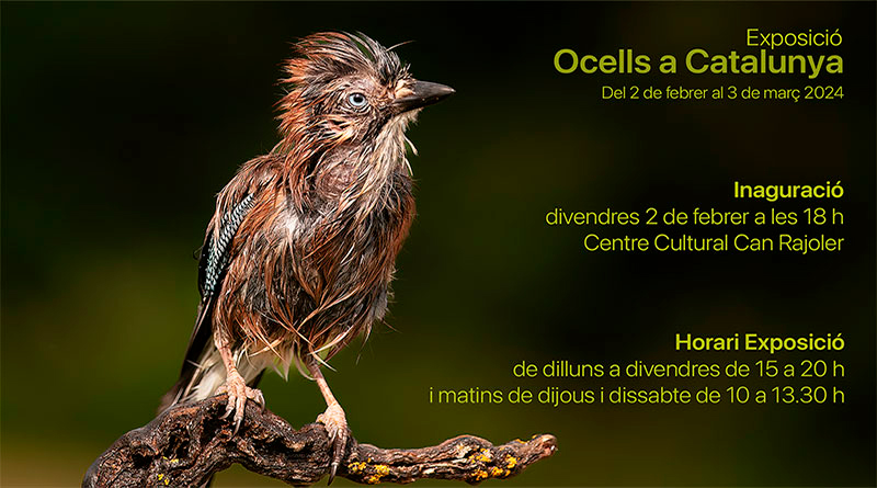 Exposició: Ocells a Catalunya – Centre Cultural Can Rajoler